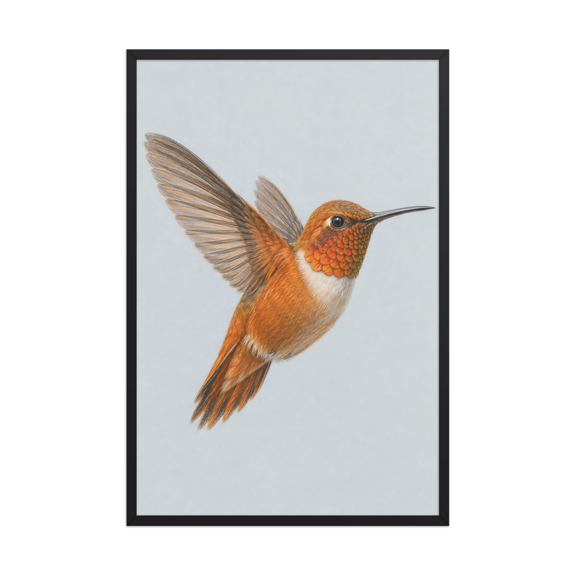 Framed Rufous hummingbird colored pencil illustration print on dusty blue pastel background, wood frame wall art
