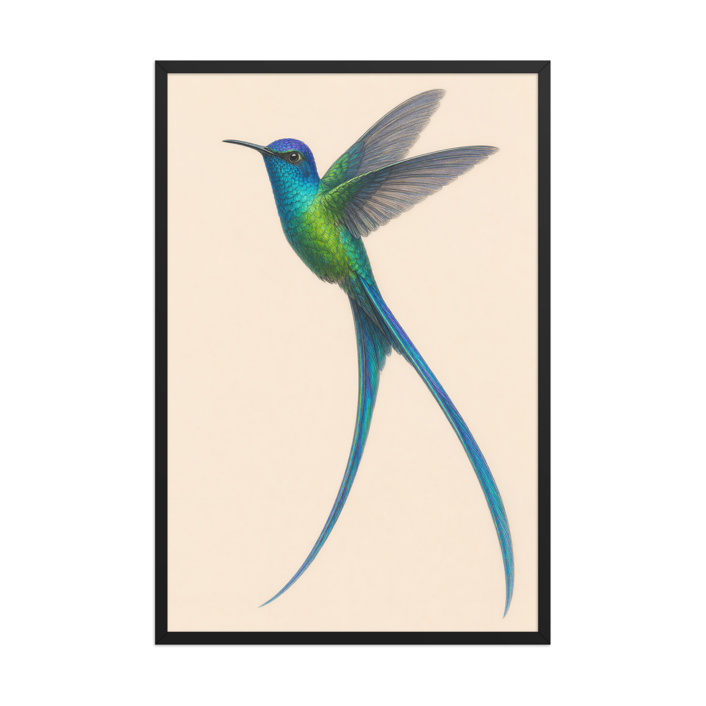 Framed Long-tailed Sylph hummingbird colored pencil illustration print, teal iridescent plumage on warm cream background, wood frame wall art