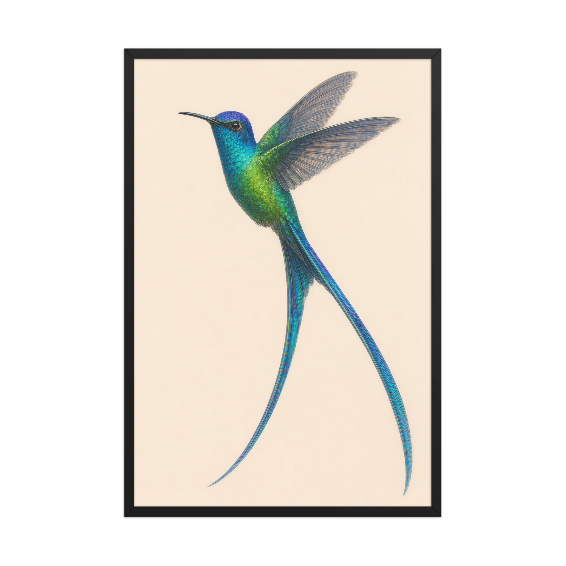 Framed Long-tailed Sylph hummingbird colored pencil illustration print, teal iridescent plumage on warm cream background, wood frame wall art