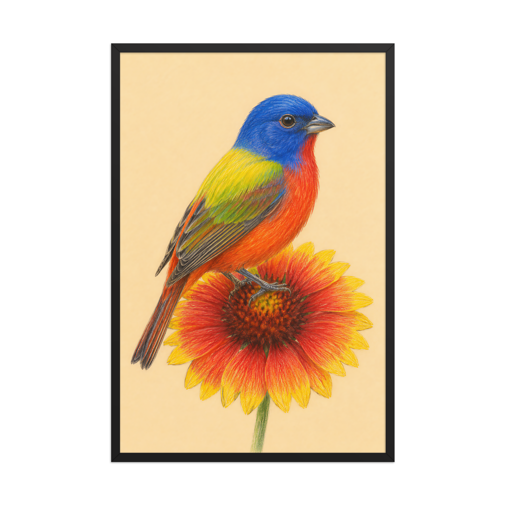 Framed Painted Bunting colored pencil illustration on Indian Blanket flower, wood frame wall art