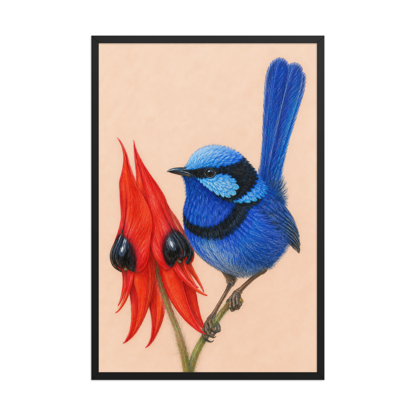 Framed Splendid Fairywren blue wren colored pencil illustration, terracotta background, wood frame wall art
