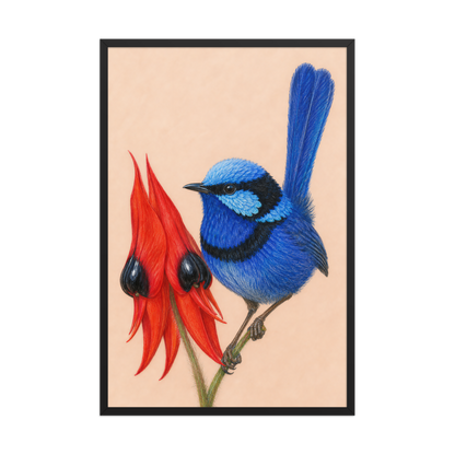 Framed Splendid Fairywren blue wren colored pencil illustration, terracotta background, wood frame wall art