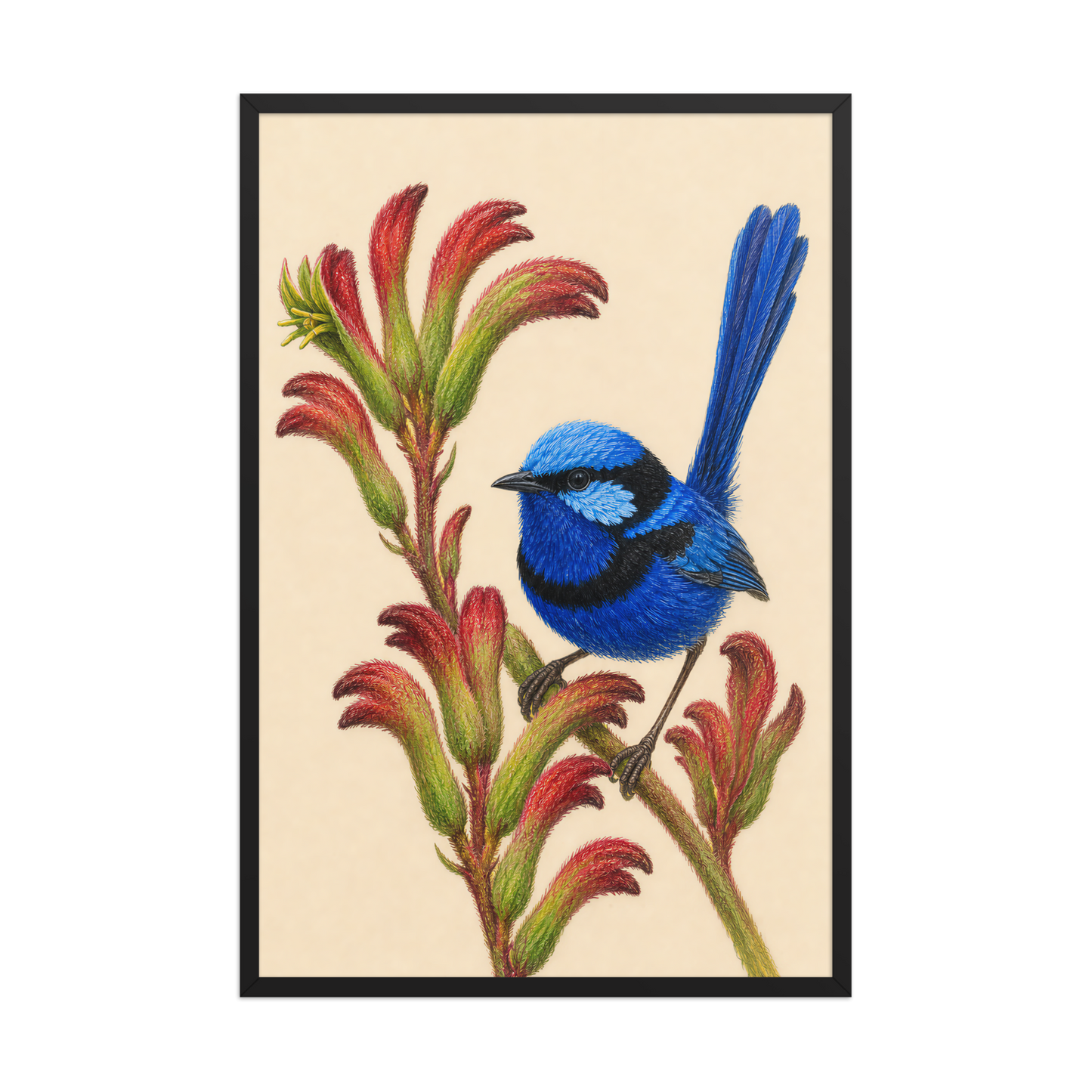 Framed Splendid Fairywren blue wren colored pencil illustration on Kangaroo Paw flowers, wood frame wall art