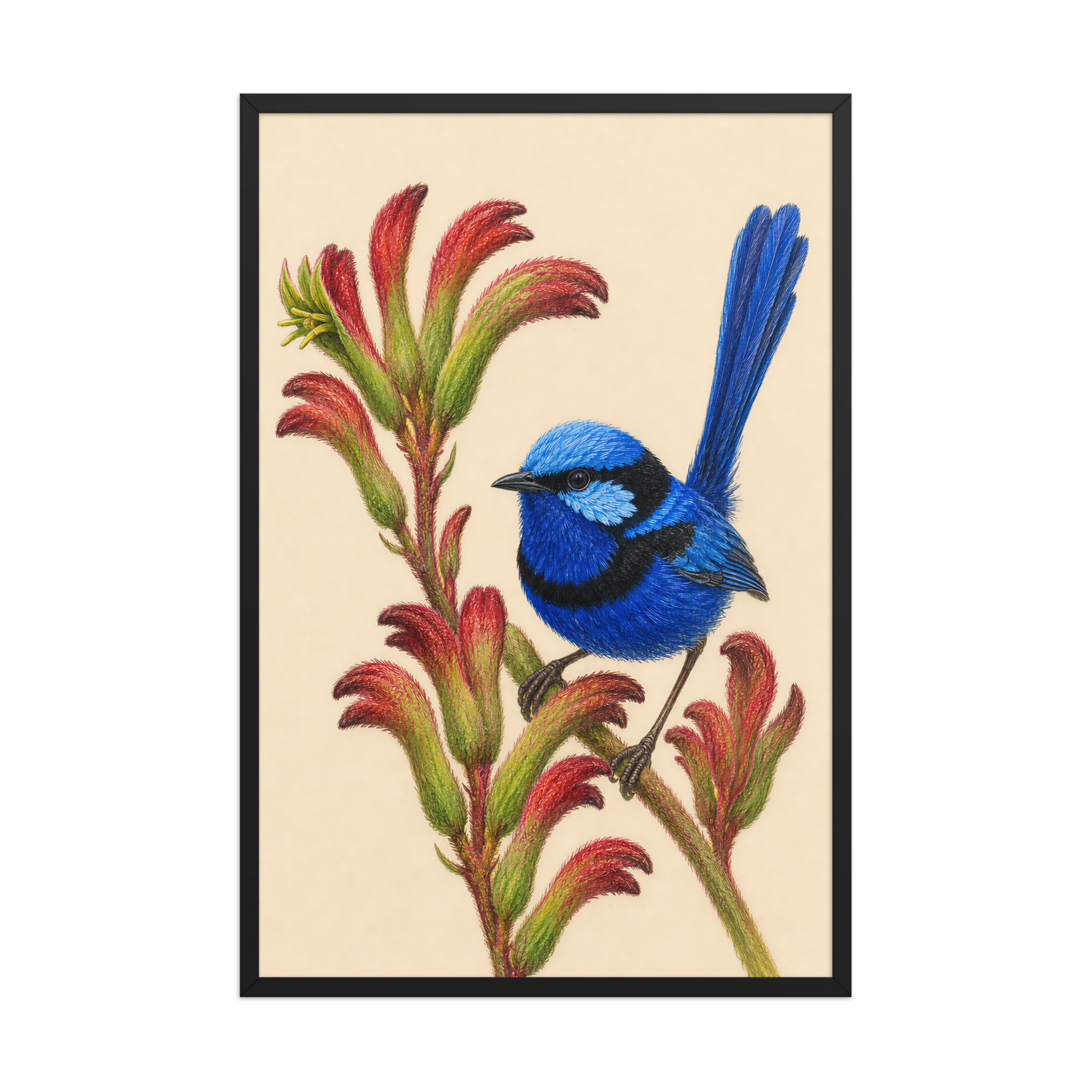 Framed Splendid Fairywren blue wren colored pencil illustration on Kangaroo Paw flowers, wood frame wall art