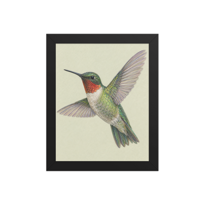 Framed Ruby-throated hummingbird colored pencil illustration print on sage green pastel background, wood frame wall art