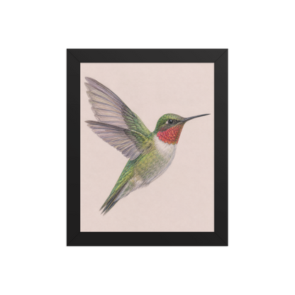 Framed Ruby-throated hummingbird colored pencil illustration print on dusty rose pastel background, wood frame wall art