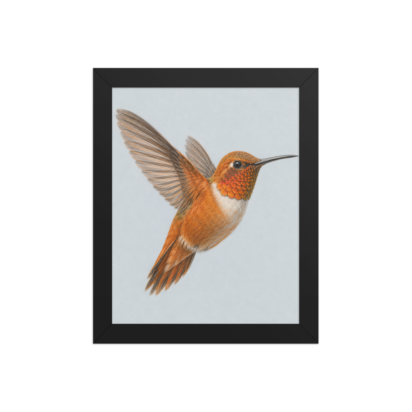 Framed Rufous hummingbird colored pencil illustration print on dusty blue pastel background, wood frame wall art