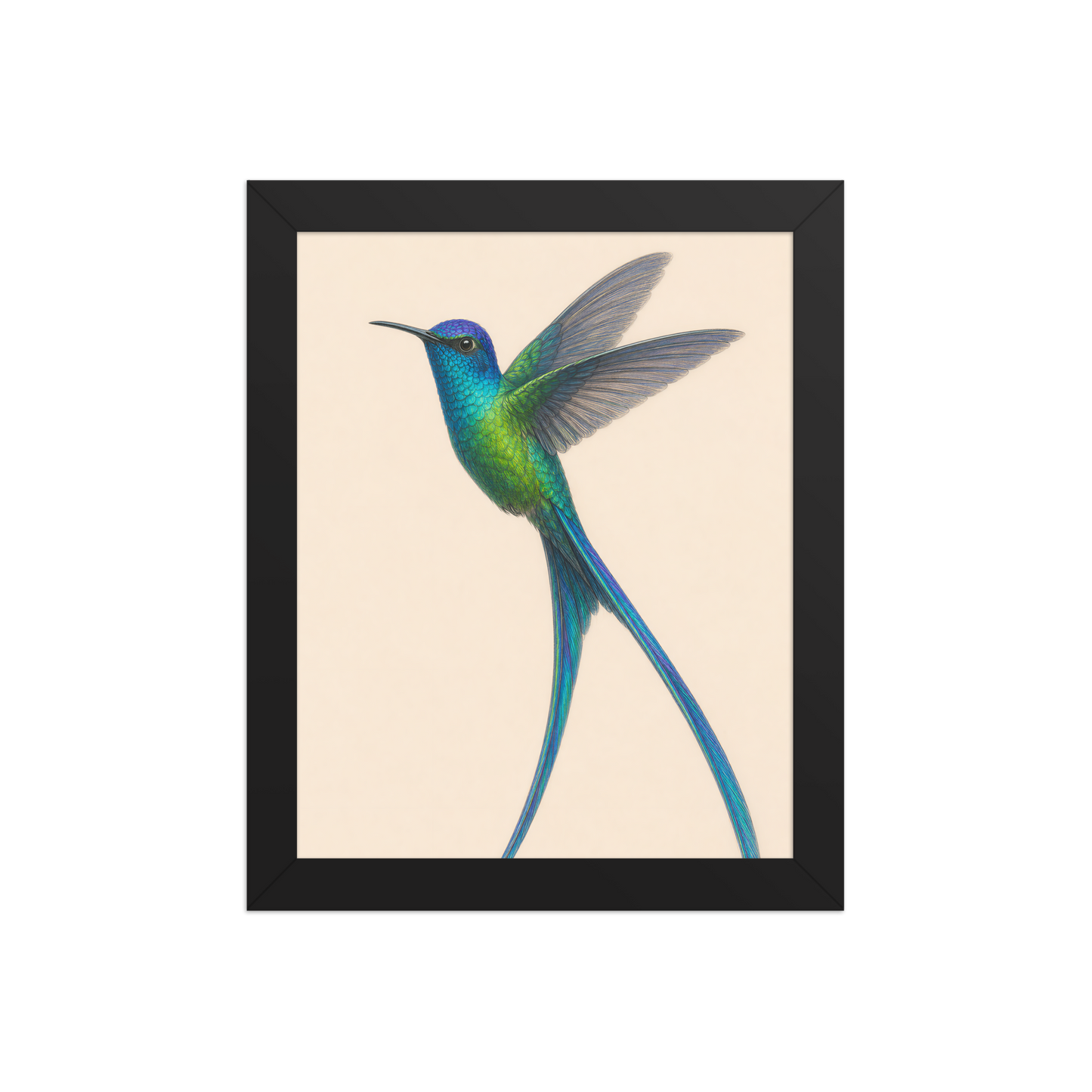 Framed Long-tailed Sylph hummingbird colored pencil illustration print, teal iridescent plumage on warm cream background, wood frame wall art