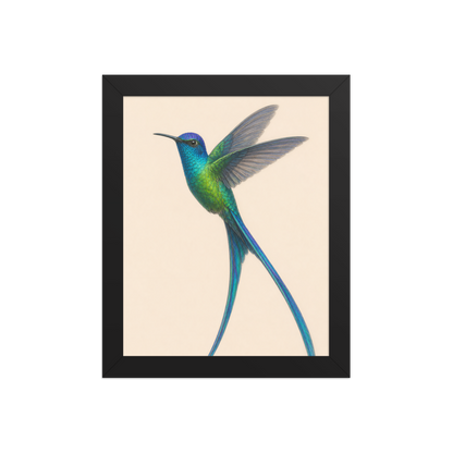 Framed Long-tailed Sylph hummingbird colored pencil illustration print, teal iridescent plumage on warm cream background, wood frame wall art