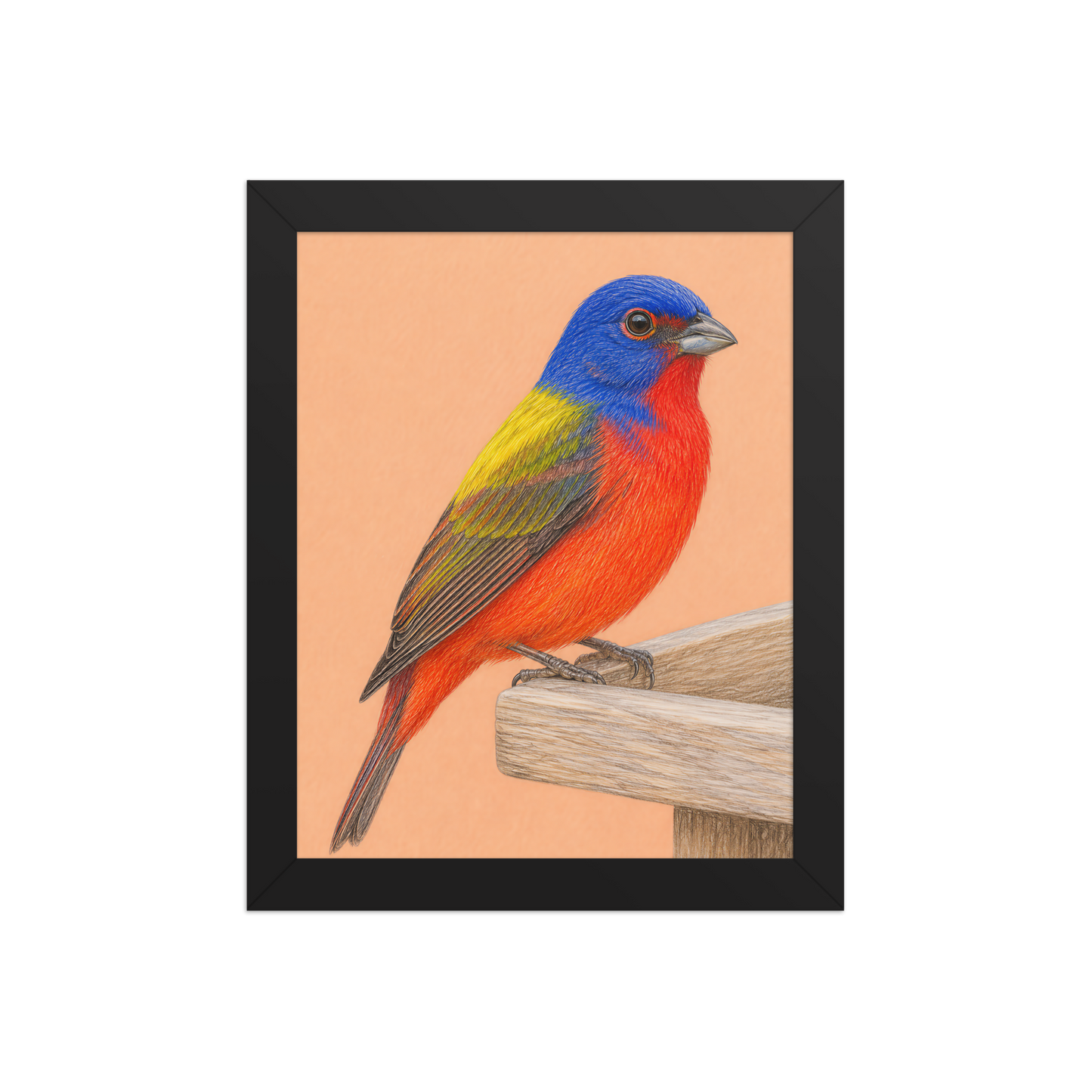 Framed Painted Bunting colored pencil illustration on wooden feeder, apricot background, wood frame wall art