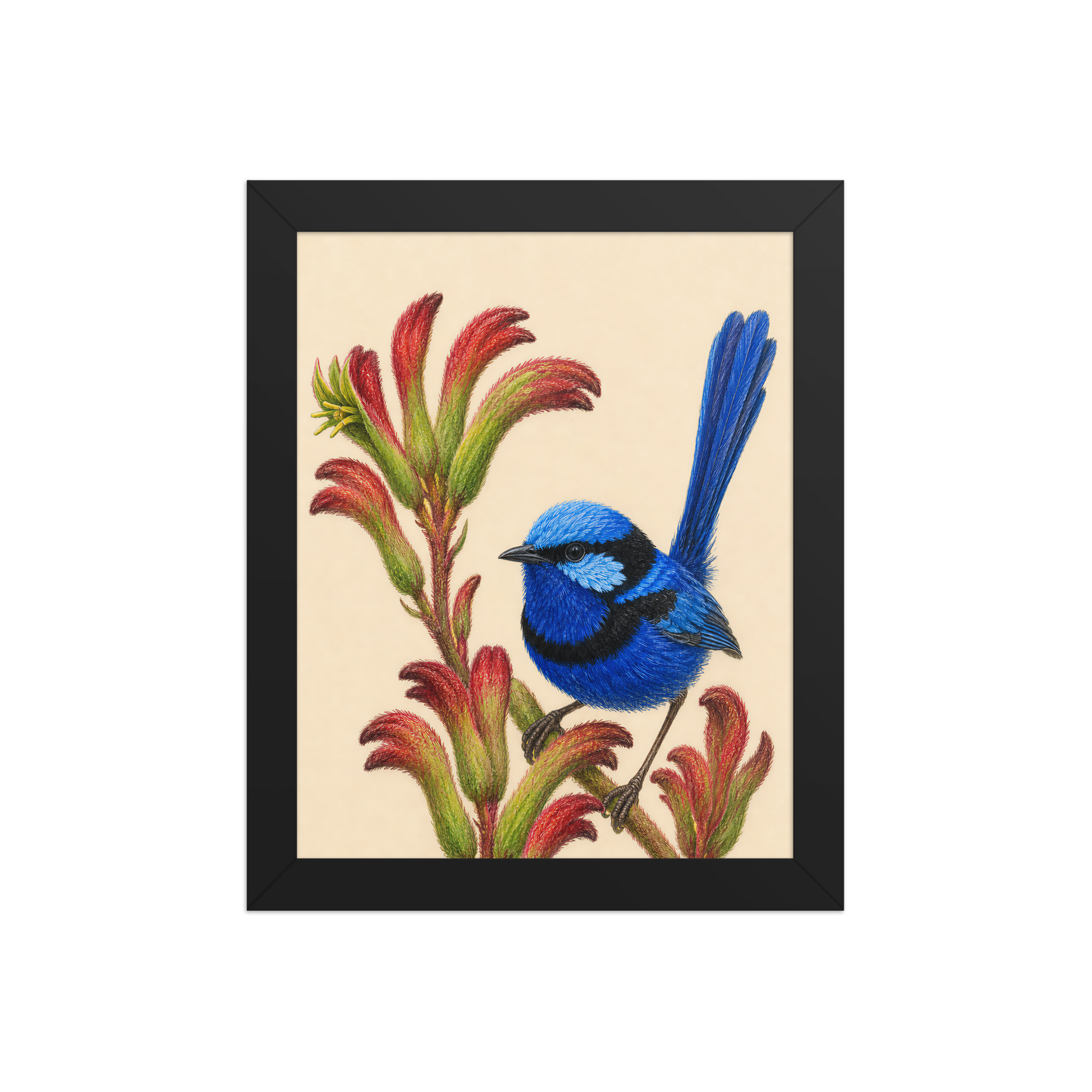 Framed Splendid Fairywren blue wren colored pencil illustration on Kangaroo Paw flowers, wood frame wall art