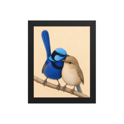 Framed male and female Splendid Fairywren blue wren pair colored pencil illustration, wood frame wall art