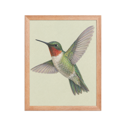 Framed Ruby-throated hummingbird colored pencil illustration print on sage green pastel background, wood frame wall art