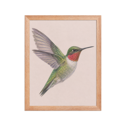 Framed Ruby-throated hummingbird colored pencil illustration print on dusty rose pastel background, wood frame wall art