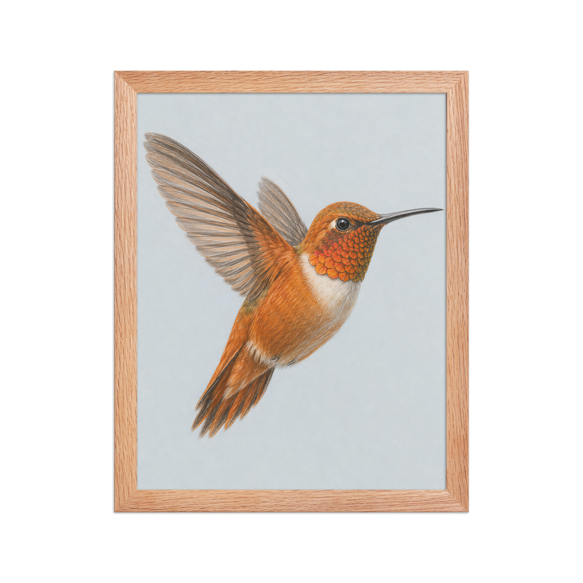 Framed Rufous hummingbird colored pencil illustration print on dusty blue pastel background, wood frame wall art