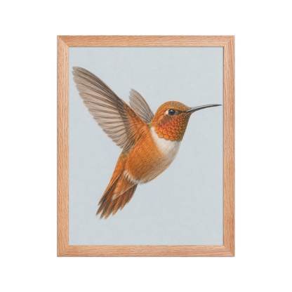Framed Rufous hummingbird colored pencil illustration print on dusty blue pastel background, wood frame wall art