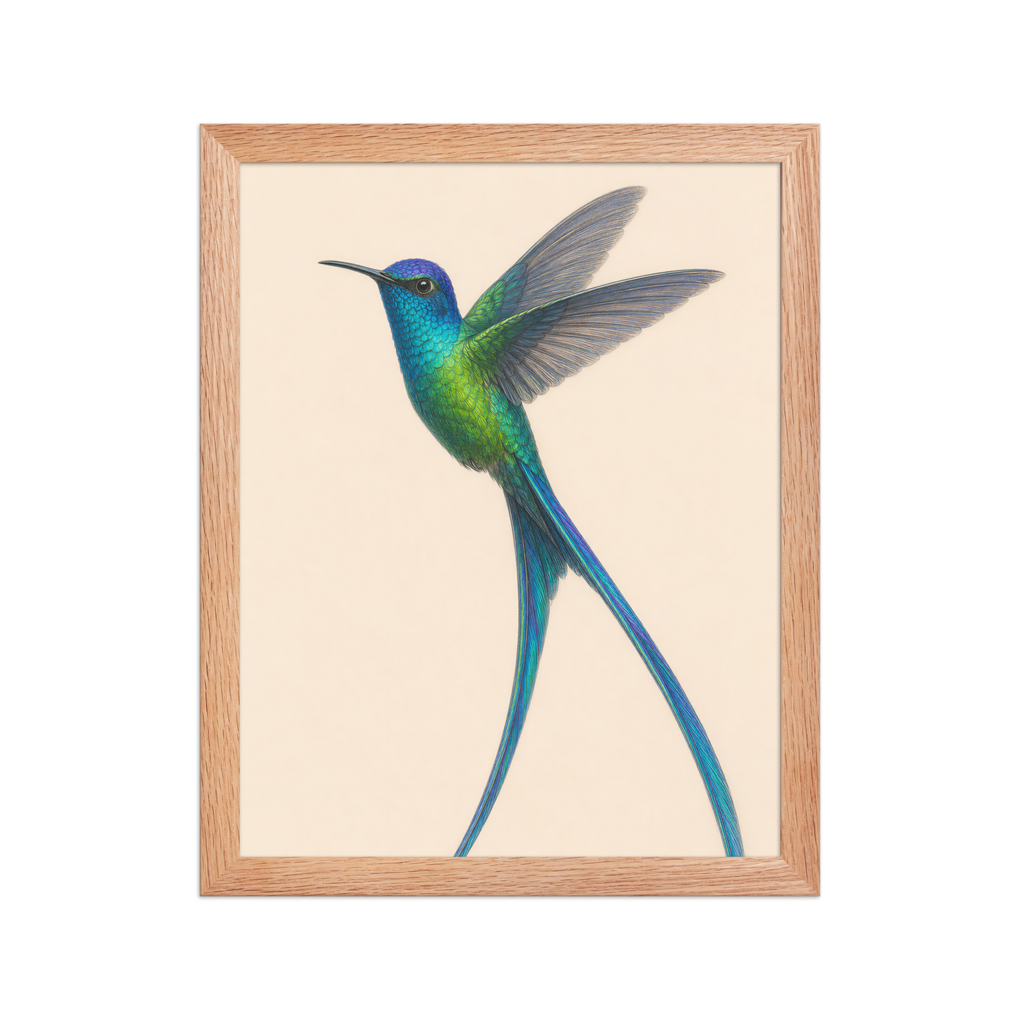 Framed Long-tailed Sylph hummingbird colored pencil illustration print, teal iridescent plumage on warm cream background, wood frame wall art