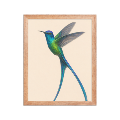 Framed Long-tailed Sylph hummingbird colored pencil illustration print, teal iridescent plumage on warm cream background, wood frame wall art