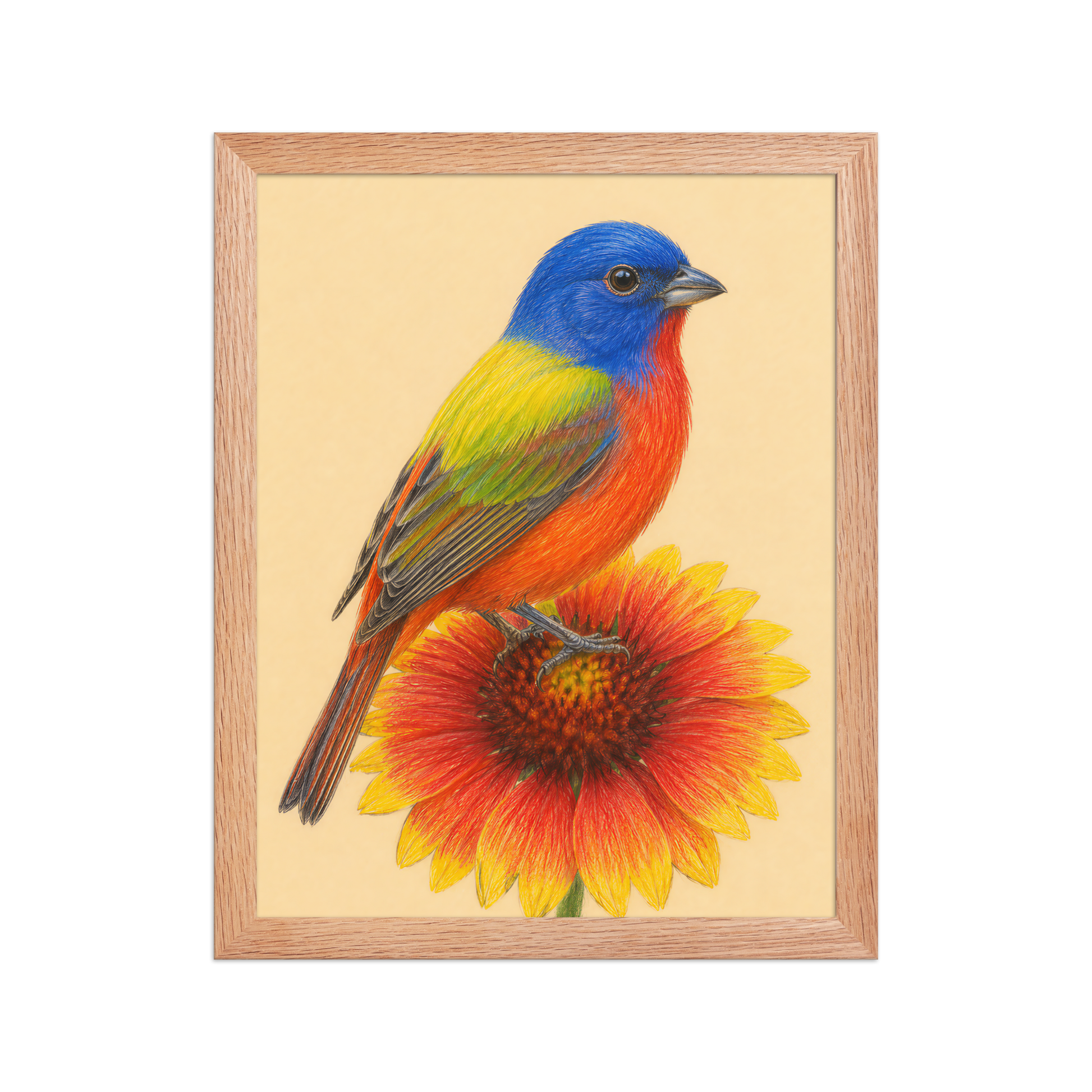 Framed Painted Bunting colored pencil illustration on Indian Blanket flower, wood frame wall art