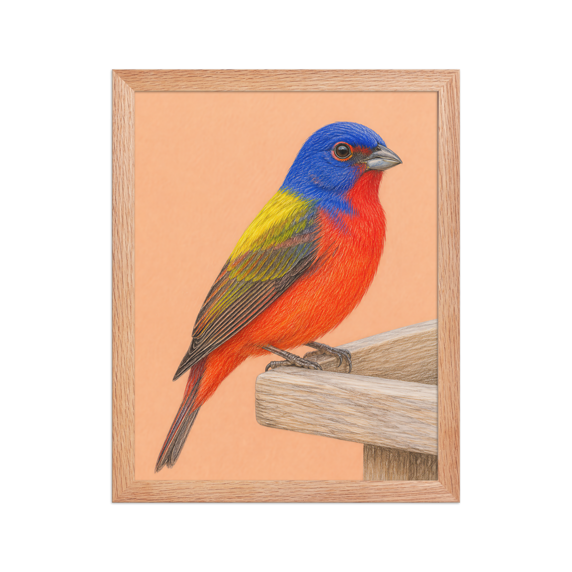 Framed Painted Bunting colored pencil illustration on wooden feeder, apricot background, wood frame wall art
