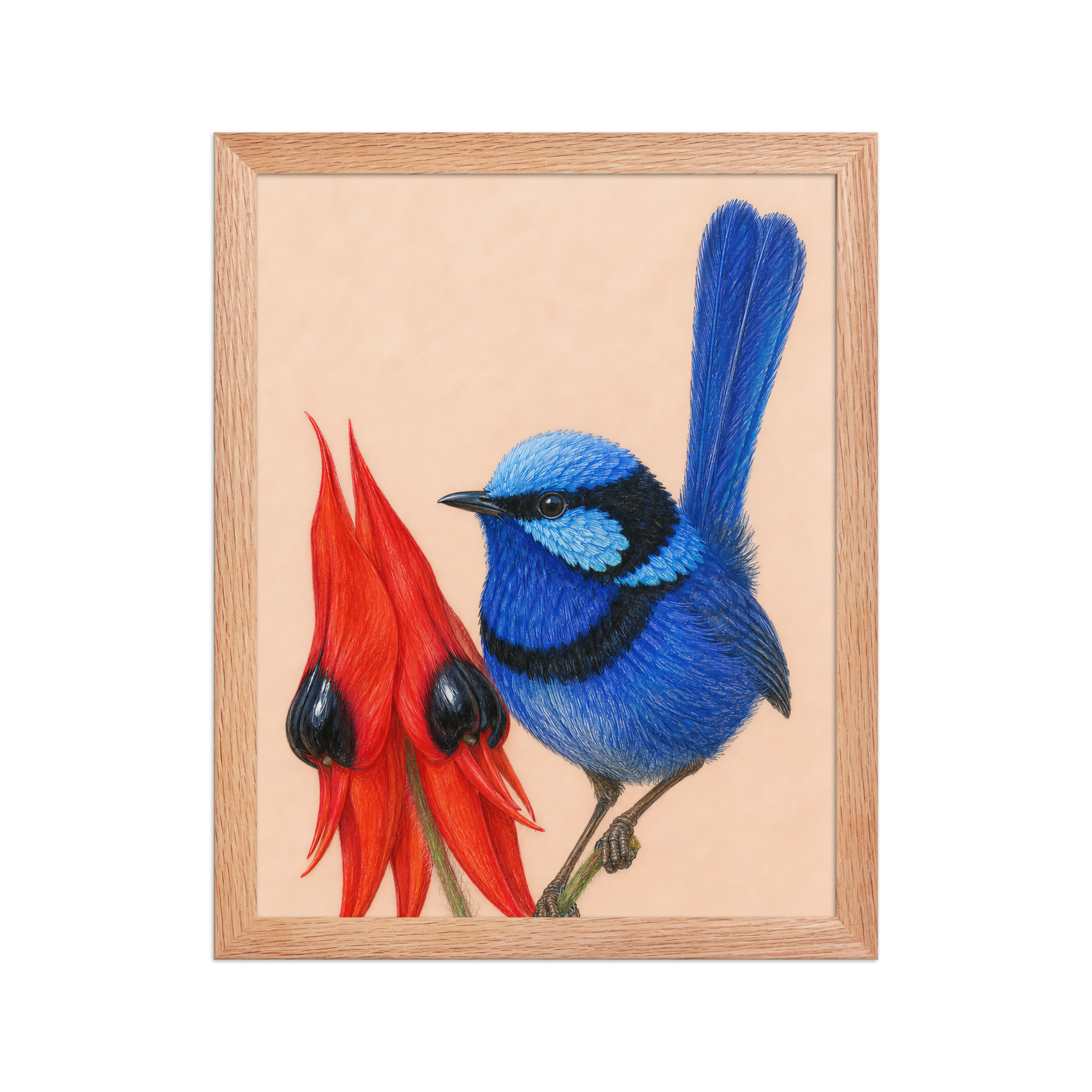 Framed Splendid Fairywren blue wren colored pencil illustration, terracotta background, wood frame wall art