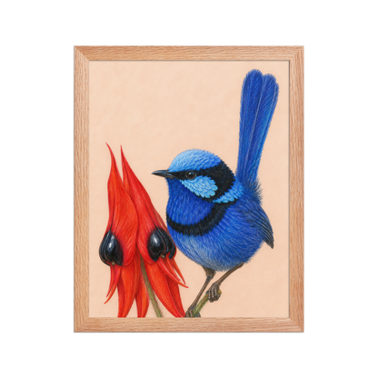 Framed Splendid Fairywren blue wren colored pencil illustration, terracotta background, wood frame wall art