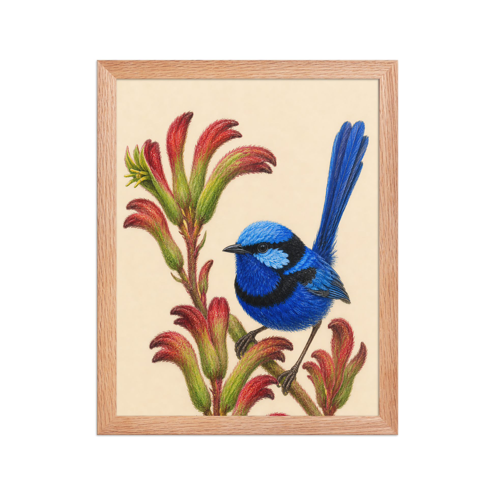 Framed Splendid Fairywren blue wren colored pencil illustration on Kangaroo Paw flowers, wood frame wall art