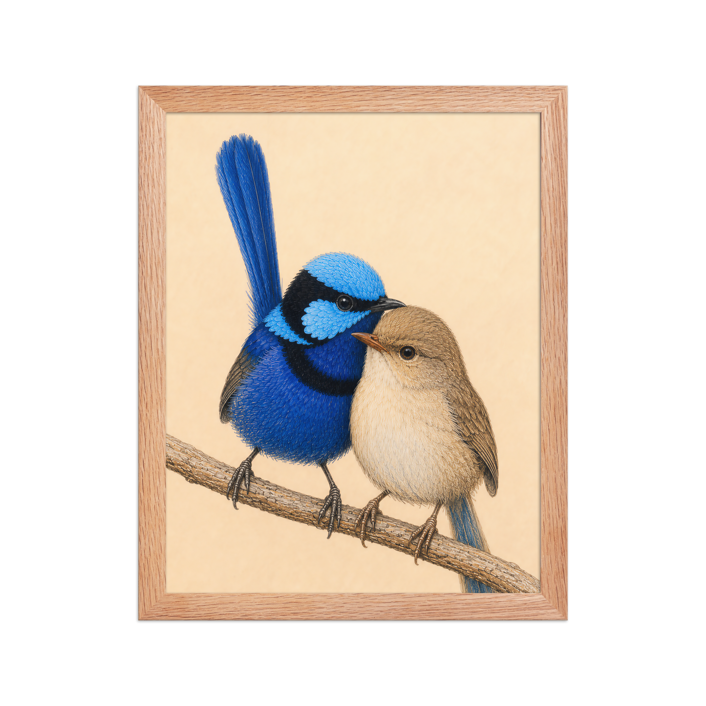 Framed male and female Splendid Fairywren blue wren pair colored pencil illustration, wood frame wall art