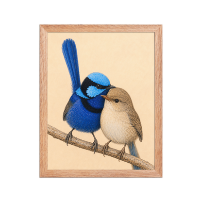 Framed male and female Splendid Fairywren blue wren pair colored pencil illustration, wood frame wall art