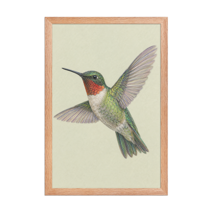 Framed Ruby-throated hummingbird colored pencil illustration print on sage green pastel background, wood frame wall art