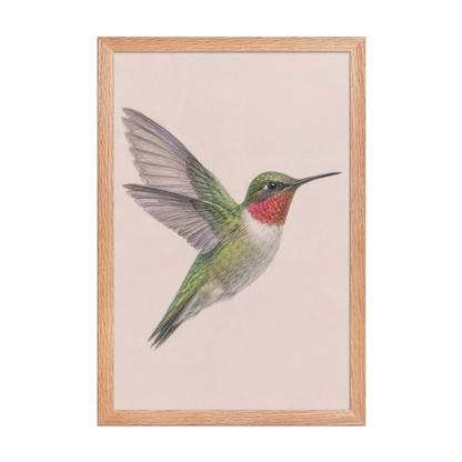 Framed Ruby-throated hummingbird colored pencil illustration print on dusty rose pastel background, wood frame wall art