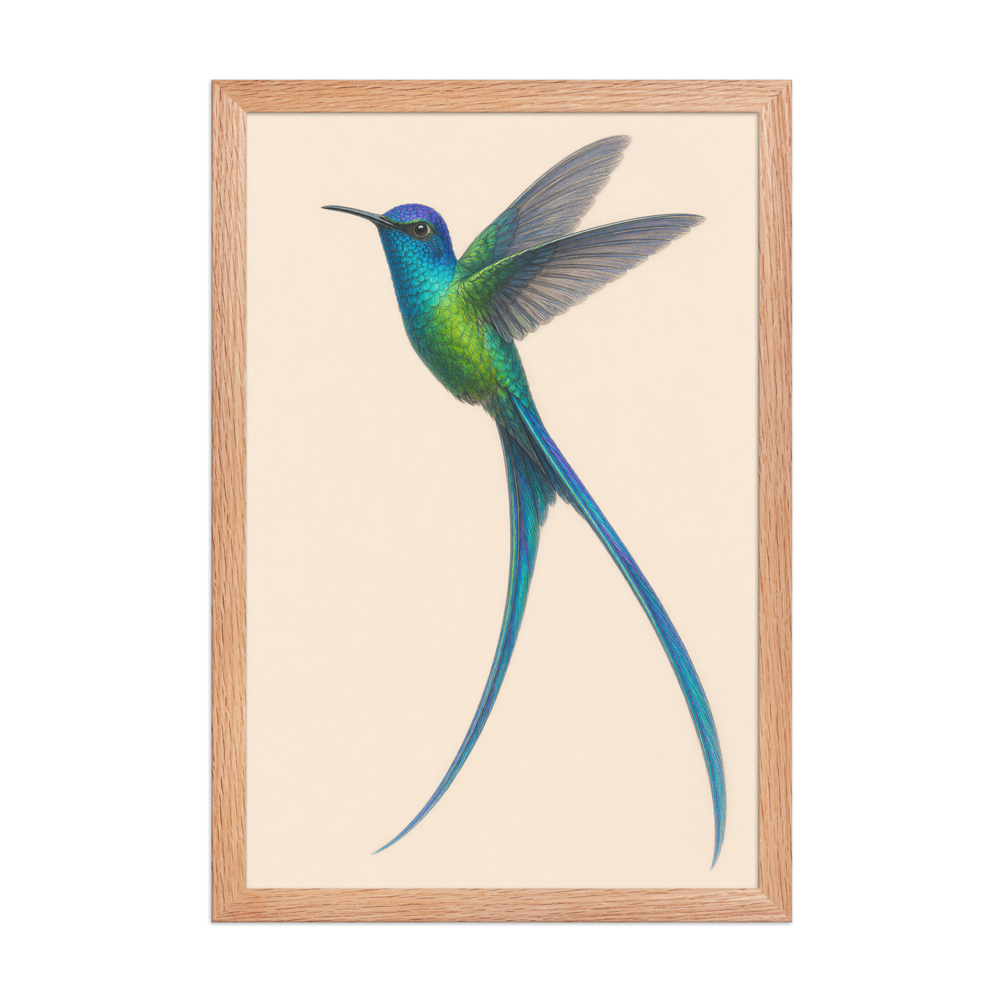 Framed Long-tailed Sylph hummingbird colored pencil illustration print, teal iridescent plumage on warm cream background, wood frame wall art