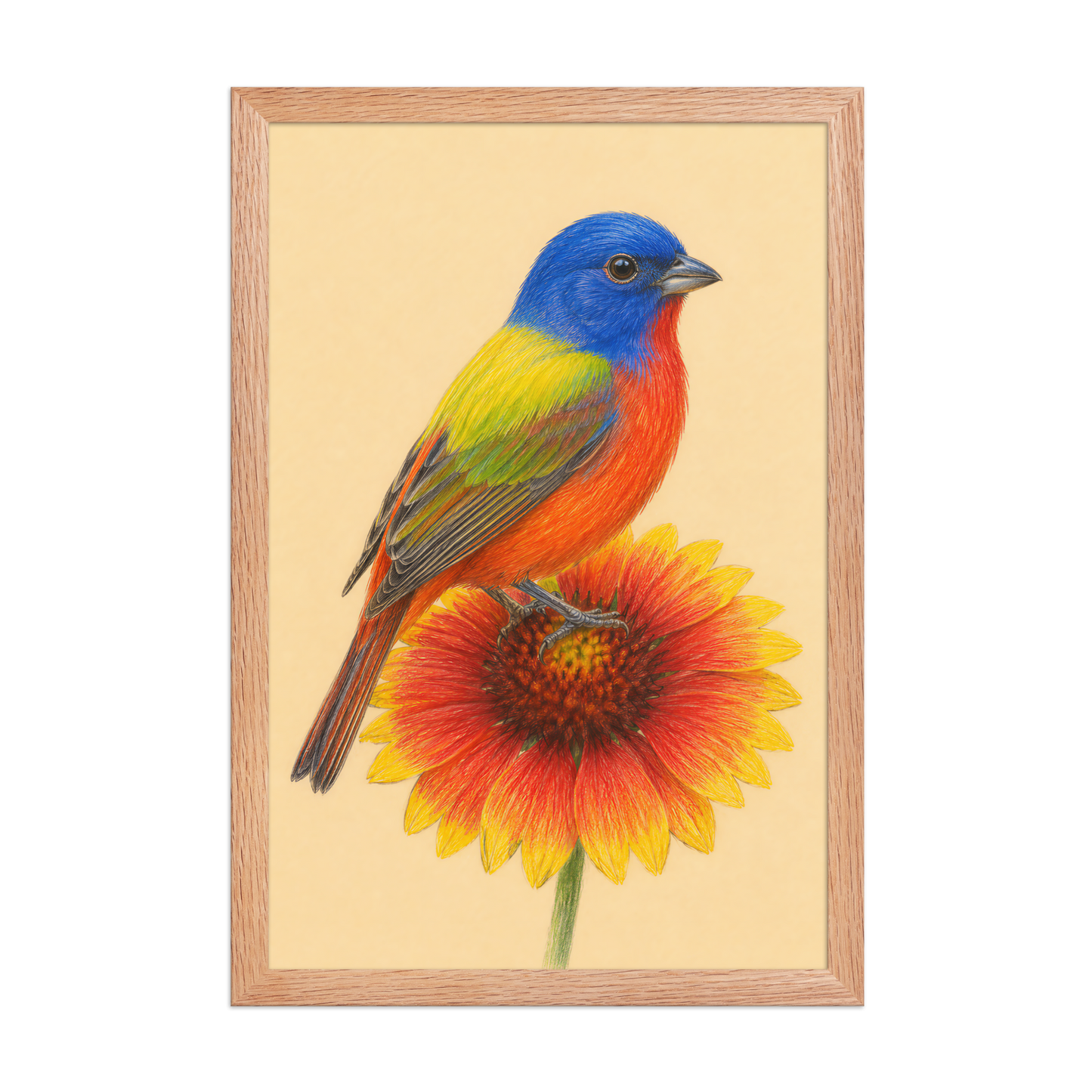 Framed Painted Bunting colored pencil illustration on Indian Blanket flower, wood frame wall art