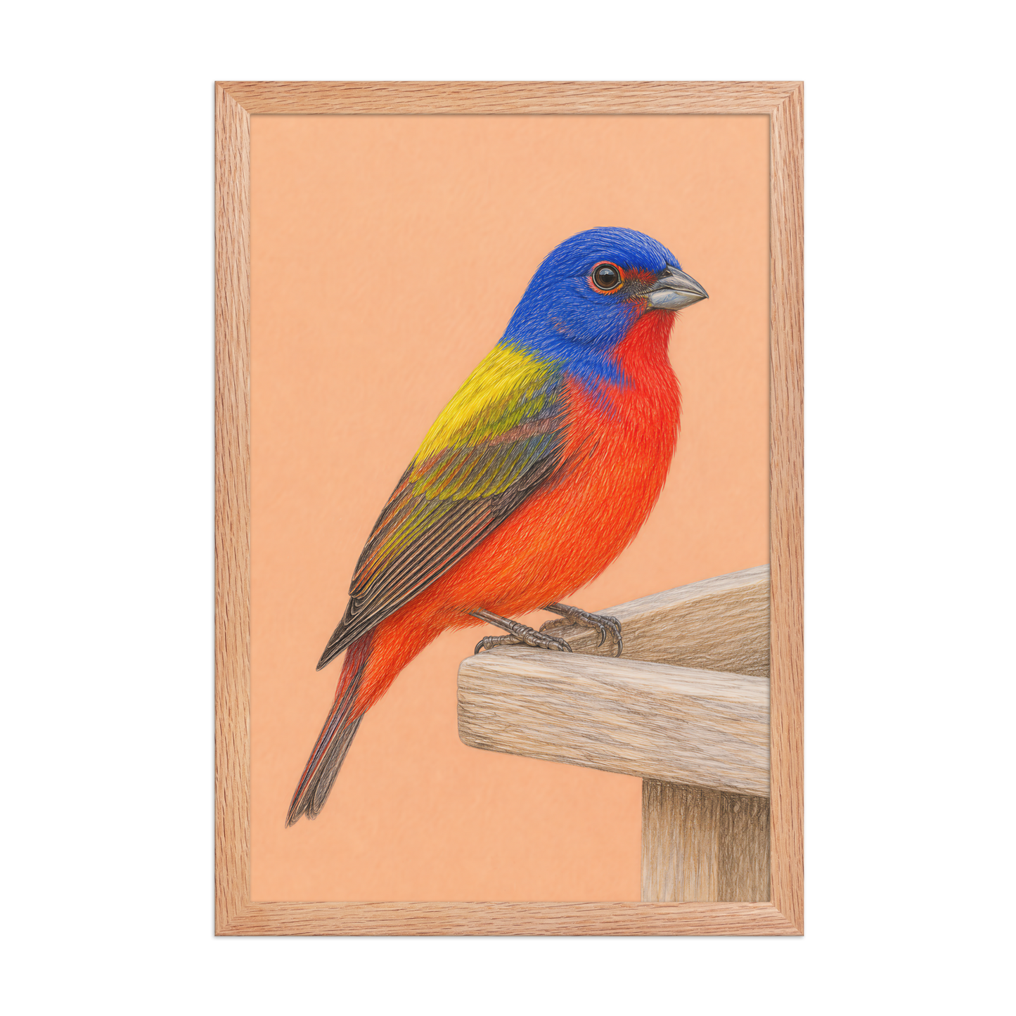 Framed Painted Bunting colored pencil illustration on wooden feeder, apricot background, wood frame wall art