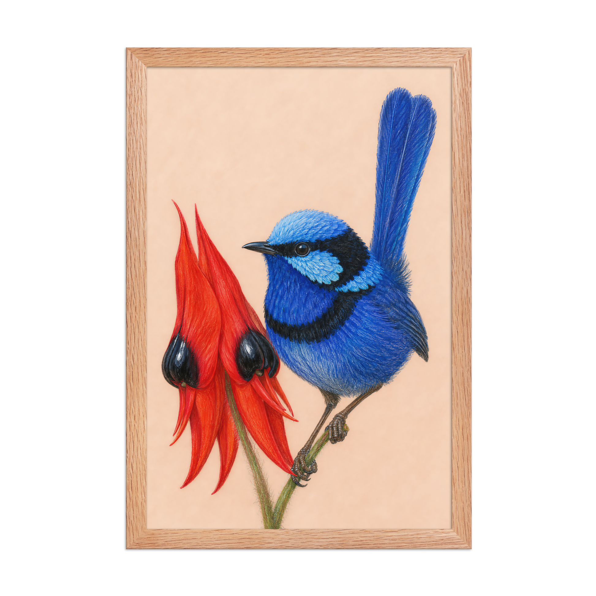 Framed Splendid Fairywren blue wren colored pencil illustration, terracotta background, wood frame wall art