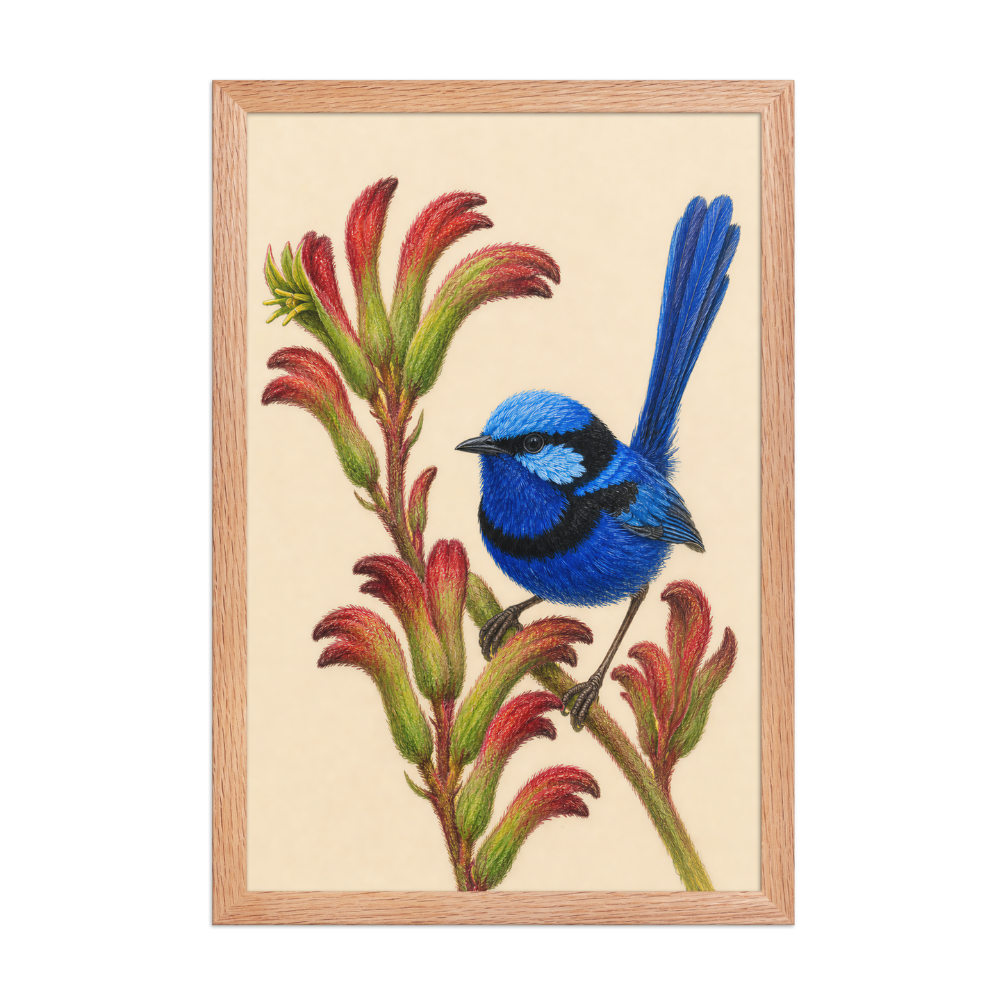 Framed Splendid Fairywren blue wren colored pencil illustration on Kangaroo Paw flowers, wood frame wall art