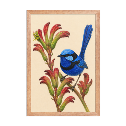 Framed Splendid Fairywren blue wren colored pencil illustration on Kangaroo Paw flowers, wood frame wall art