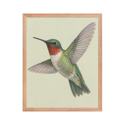 Framed Ruby-throated hummingbird colored pencil illustration print on sage green pastel background, wood frame wall art