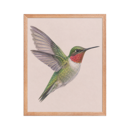 Framed Ruby-throated hummingbird colored pencil illustration print on dusty rose pastel background, wood frame wall art