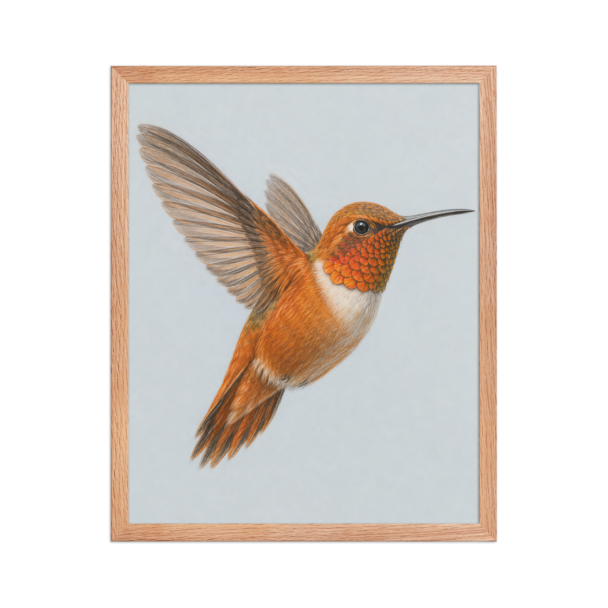 Framed Rufous hummingbird colored pencil illustration print on dusty blue pastel background, wood frame wall art