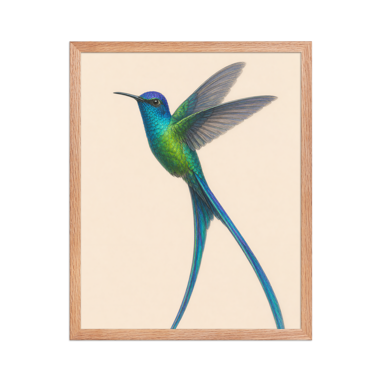 Framed Long-tailed Sylph hummingbird colored pencil illustration print, teal iridescent plumage on warm cream background, wood frame wall art