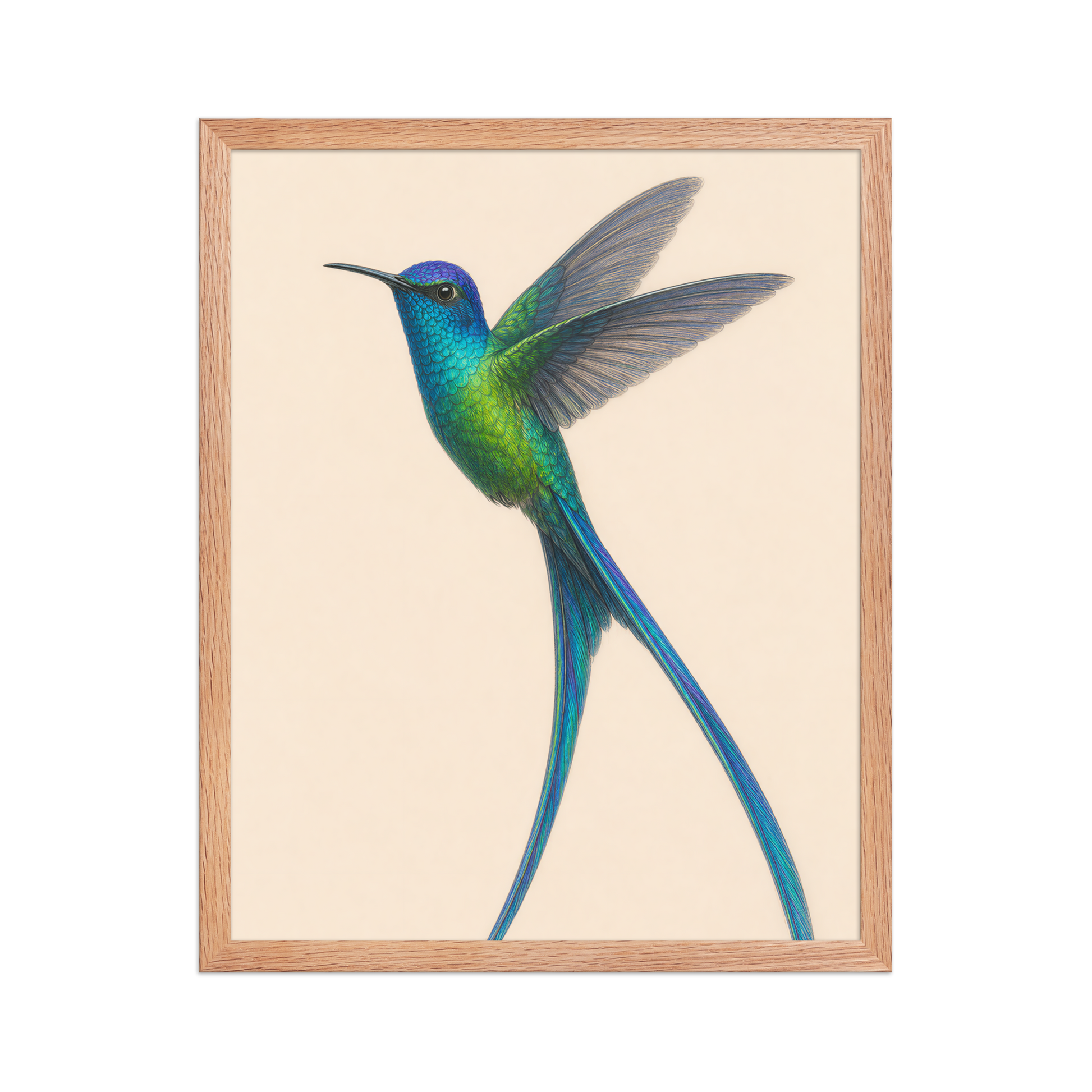 Framed Long-tailed Sylph hummingbird colored pencil illustration print, teal iridescent plumage on warm cream background, wood frame wall art