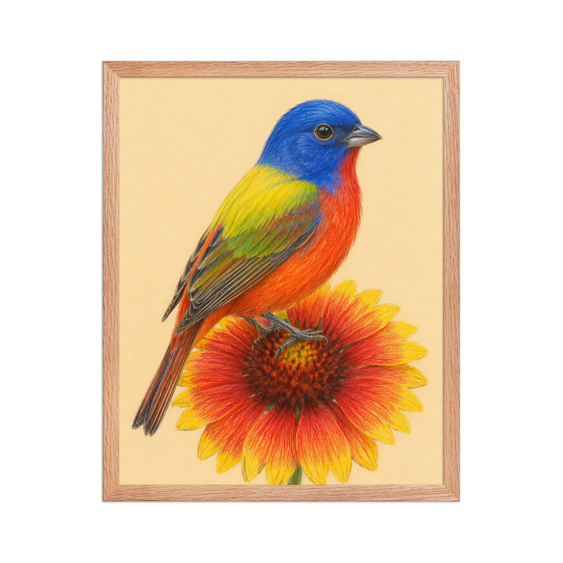 Framed Painted Bunting colored pencil illustration on Indian Blanket flower, wood frame wall art