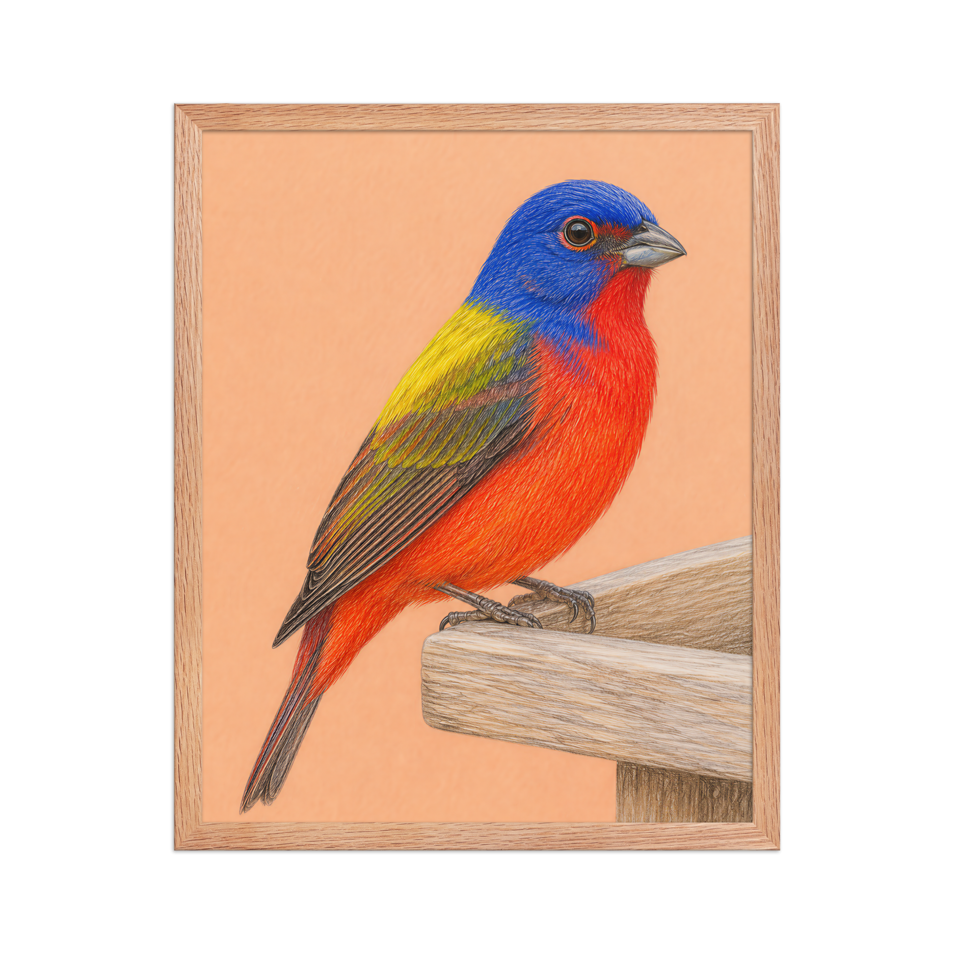 Framed Painted Bunting colored pencil illustration on wooden feeder, apricot background, wood frame wall art