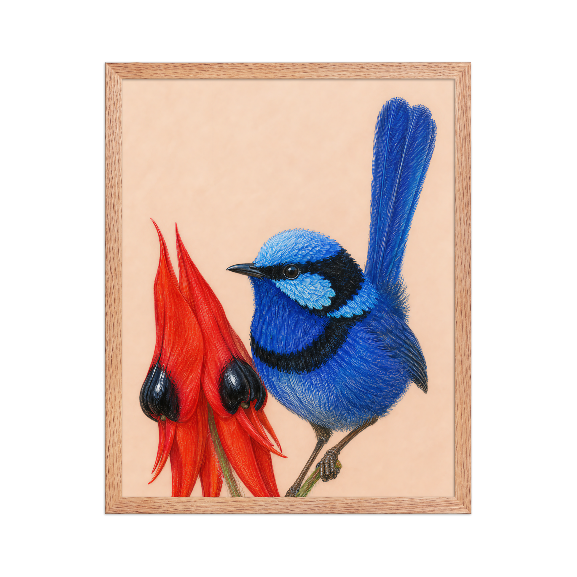 Framed Splendid Fairywren blue wren colored pencil illustration, terracotta background, wood frame wall art
