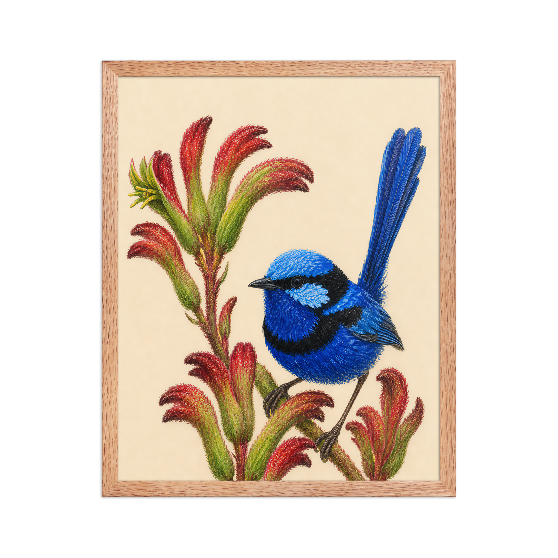 Framed Splendid Fairywren blue wren colored pencil illustration on Kangaroo Paw flowers, wood frame wall art