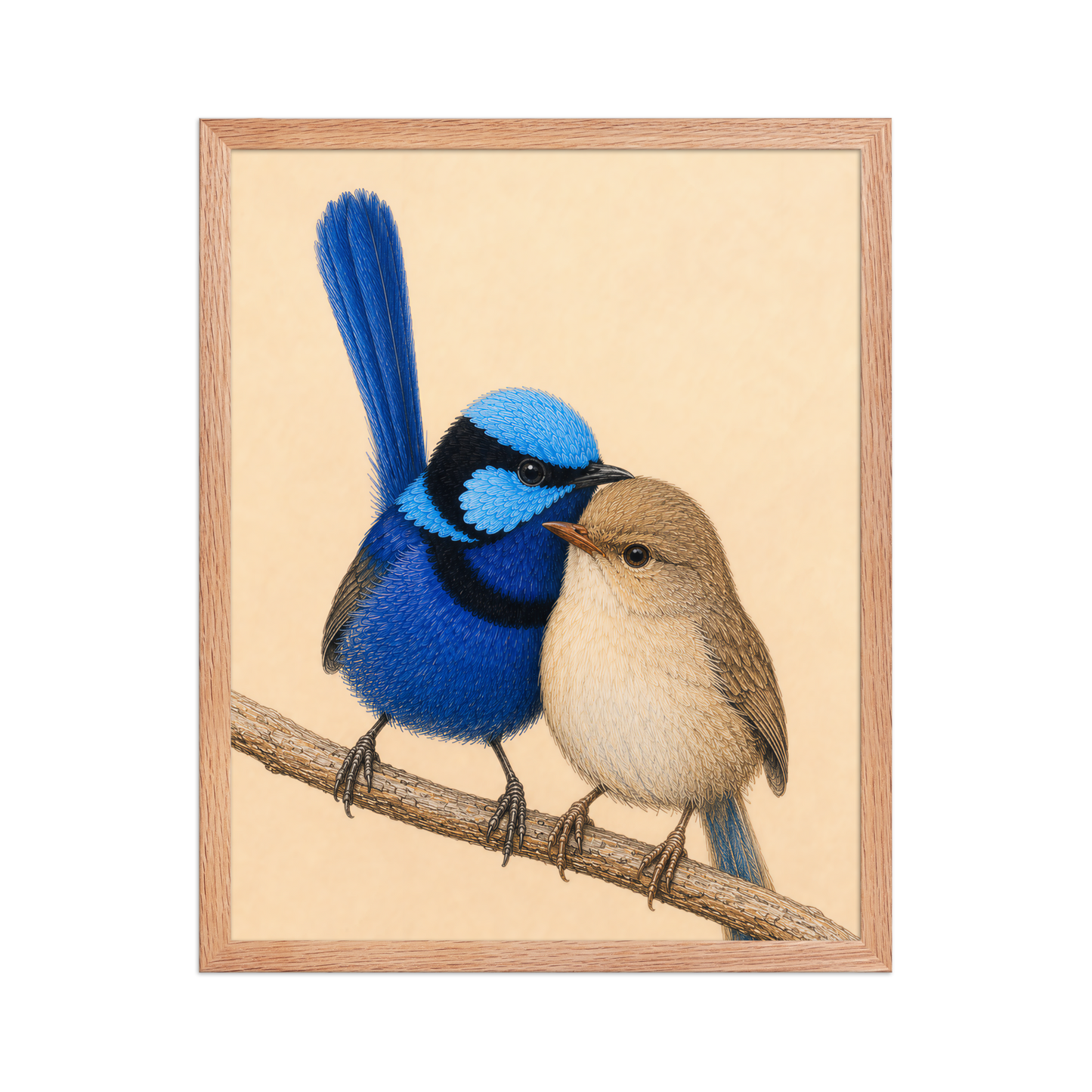 Framed male and female Splendid Fairywren blue wren pair colored pencil illustration, wood frame wall art