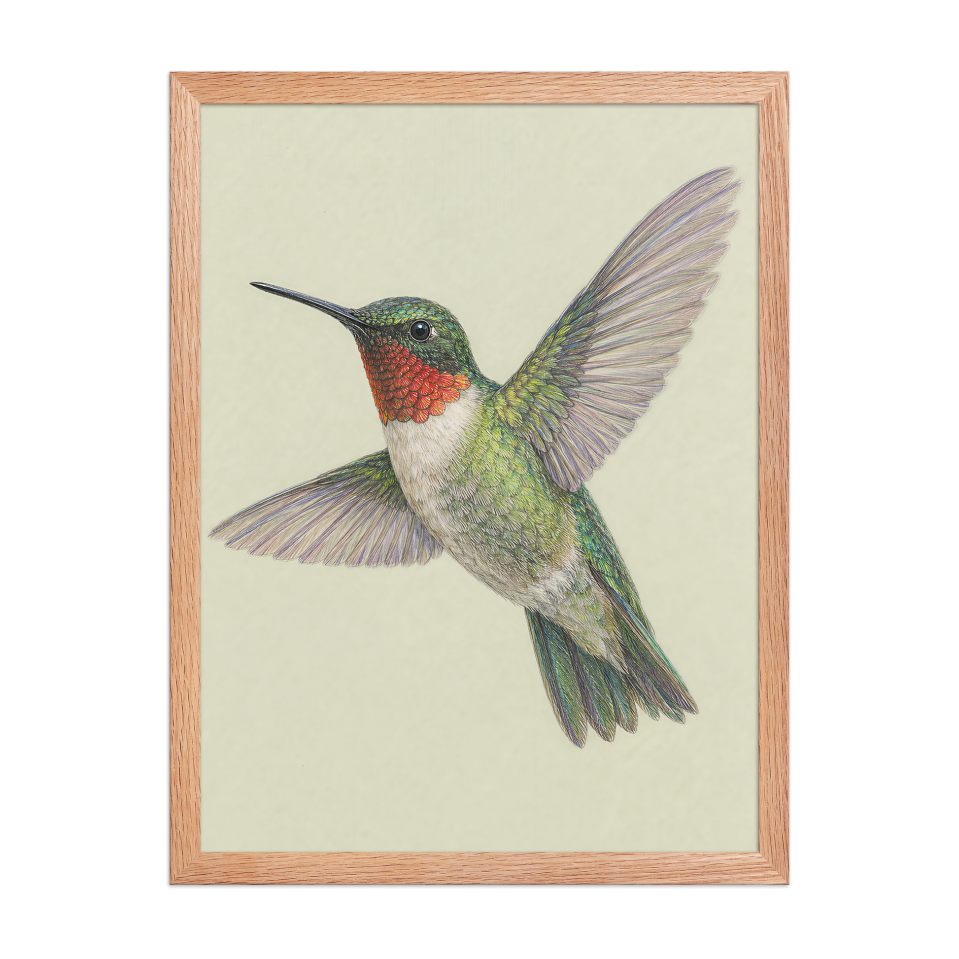 Framed Ruby-throated hummingbird colored pencil illustration print on sage green pastel background, wood frame wall art