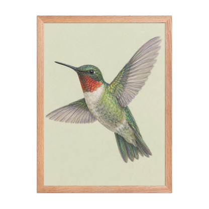 Framed Ruby-throated hummingbird colored pencil illustration print on sage green pastel background, wood frame wall art