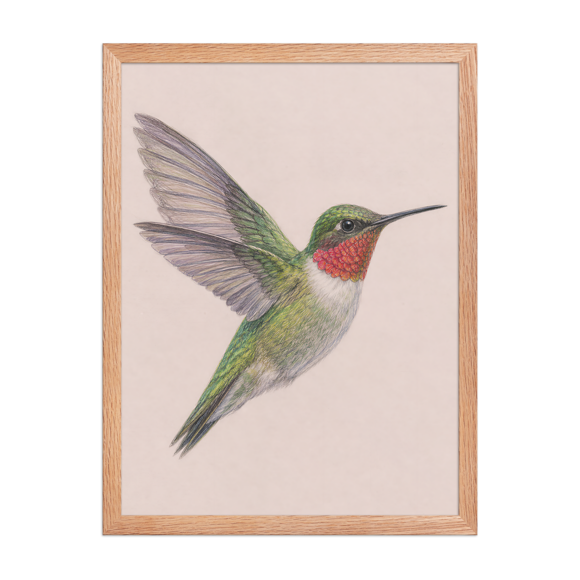 Framed Ruby-throated hummingbird colored pencil illustration print on dusty rose pastel background, wood frame wall art